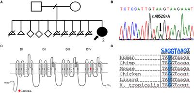 Case Report: Functional Investigation of an Undescribed Missense Variant Affecting Splicing in a Patient With Dravet Syndrome